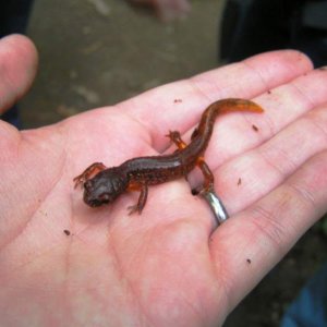 Oregon Ensatina (Ensatina eschscholtzii oregonesis)