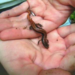 Western Redback Salamander (Plethodon vehiculum)