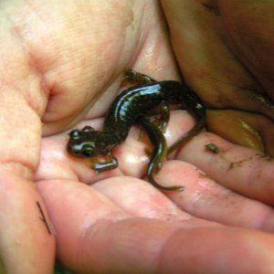 Larval and adult Cascade Torrent Salamanders (Rhyacotriton cascadae)