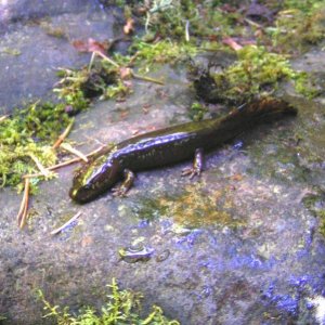 Larval Pacific Giant Salamander (Dicamptodon tenebrosus)