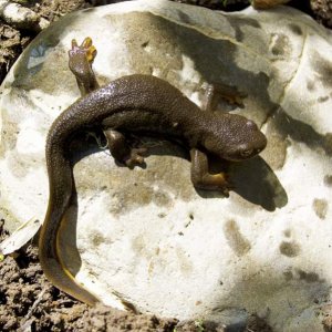 Rough-skinned Newt (Taricha granulosa)