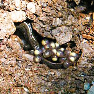 Spotted Dusky Salamander (Desmognathus conanti) female with eggs