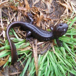 Northwestern Salamander (Ambystoma gracile)