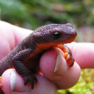 Rough-skinned Newt (Taricha granulosa)