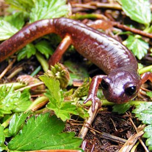 Oregon Ensatina (Ensatina eschscholtzii oregonesis)