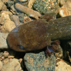 Larval Pacific Giant Salamander (Dicamptodon tenebrosus)