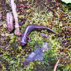 La Palma Salamander (Bolitoglossa subpalmata)