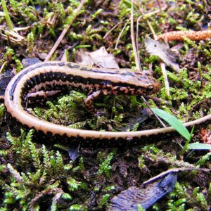 Three-lined Salamander (Eurycea guttolineata)