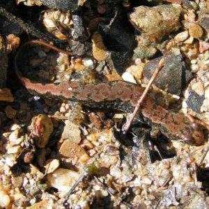 Spotted Dusky Salamander (Desmognathus conanti)