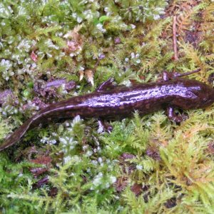 Larval Pacific Giant Salamander (Dicamptodon tenebrosus)