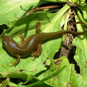 Red-spotted Newt (Notophthalmus viridescens viridescens)