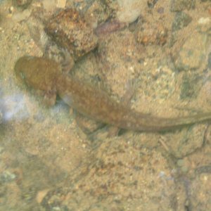 Larval Pacific Giant Salamander (Dicamptodon tenebrosus)