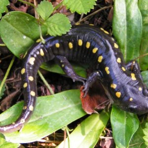 Spotted Salamander (Ambystoma maculatum)