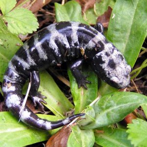 Marbled Salamander (Ambystoma opacum)