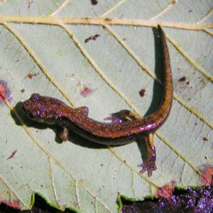 Juvenile Dunn's Salamander (Plethodon dunni)