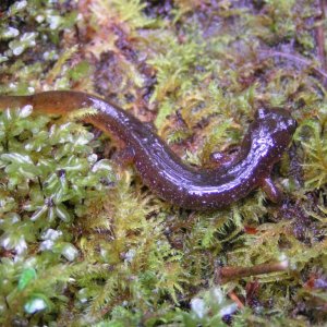 Columbia Torrent Salamander (Rhyacotriton kezeri)