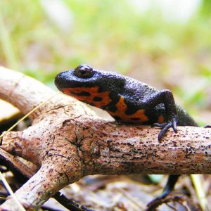 Firebelly Newt (Cynops sp.)