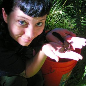 Paedomorphic Pacific Giant Salamander (Dicamptodon tenebrosus)