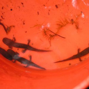 Larval Pacific Giant Salamanders (Dicamptodon tenebrosus) and a Coastal Tailed Frog tadpole (Ascaphus truei)