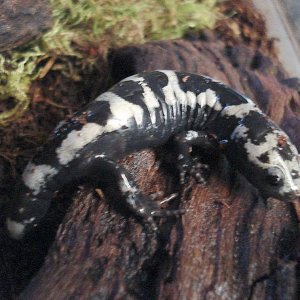 Ambystoma opacum