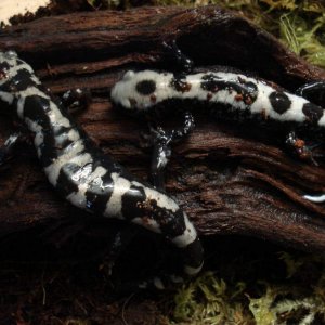 Ambystoma opacum