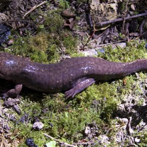 Adult (metamorphosed) Pacific Giant Salamander (Dicamptodon tenebrosus)