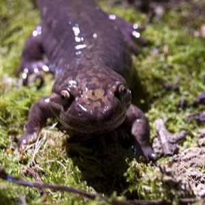 Adult (metamorphosed) Pacific Giant Salamander (Dicamptodon tenebrosus)