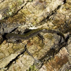 Long-toed Salamander (Ambystoma macrodactylum)