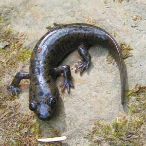 Metamorphosed Pacific Giant Salamander (Dicamptodon tenebrosus)