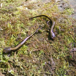 Juvenile Dunn's Salamanders (Plethodon dunni)