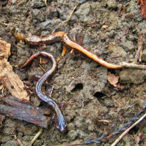 Western Redback Salamanders (Plethodon vehiculum) showing different color morphs