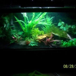 axolotl tank1