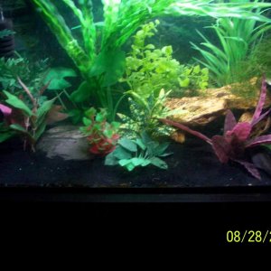 axolotl tank 2