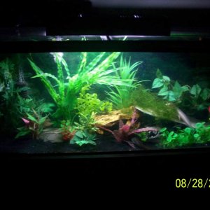 axolotl tank 3