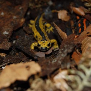 Salamandra s. bernardezi