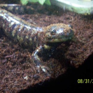 Ambystoma mavortium