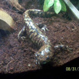 Ambystoma mavortium