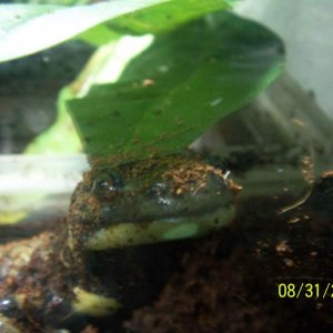 Ambystoma mavortium