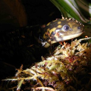 Ambystoma tigrinum melanostictum