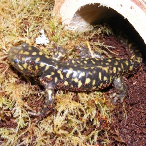 Ambystoma tigrinum melanostictum