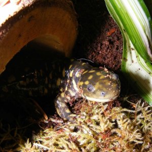 Ambystoma tigrinum melanostictum