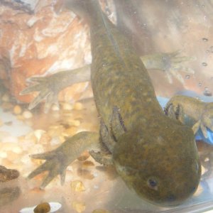 Ambystoma tigrinum melanostictum