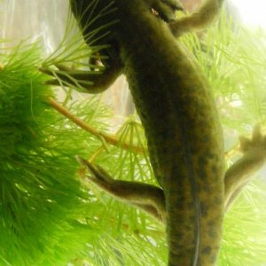 Ambystoma tigrinum melanostictum