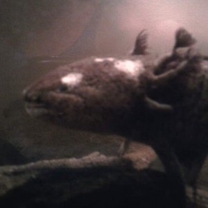 Itzy, my male axolotl.