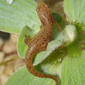 Notophthalmus viridescens loosing gills