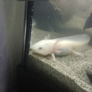 Aristotyl our leucistic.