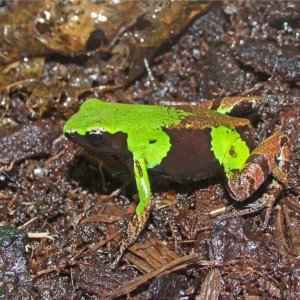 Mantella nigricans 2