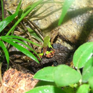 mantella nigricans 1