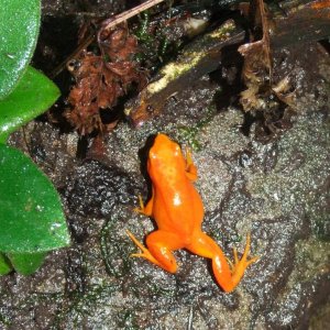 Mantella aurantiaca 1