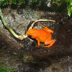 Mantella aurantiaca 2